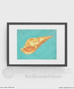 Tropical Shell Three