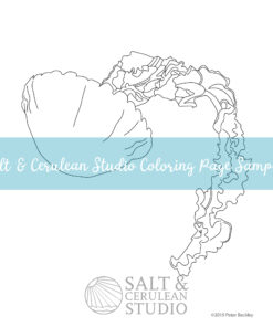 Jellyfish 3 Coloring Page